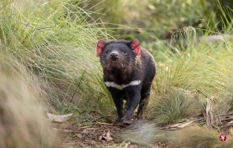 新闻(塔斯马尼亚讯)澳大利亚塔斯马尼亚岛上的袋獾(tasmanian devil)