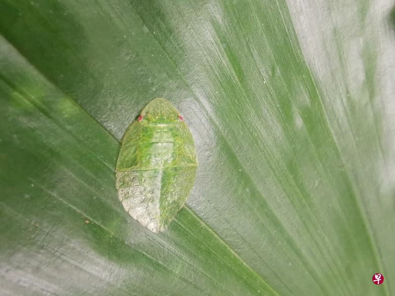 扁头叶蝉(flat-headed leafhopper)幼虫.