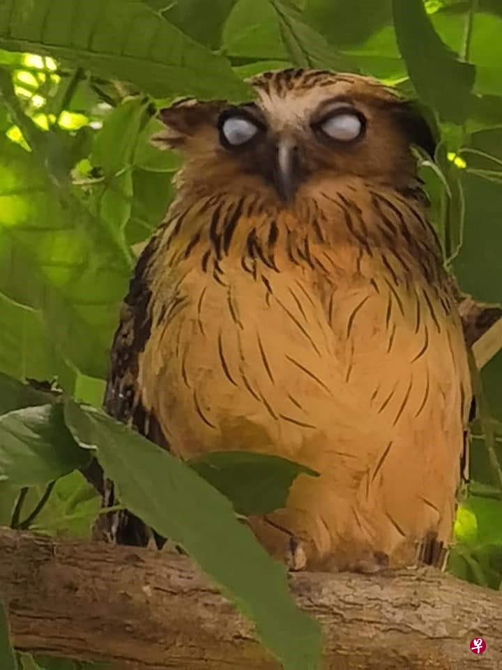 也许是累了,也许觉得树下的人干扰了它的睡眠,这只猫头鹰突然翻白眼