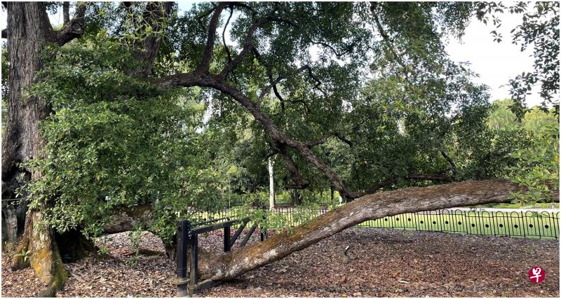 植物园超过150年历史的香灰莉木已经"老态毕露".(作者提供)