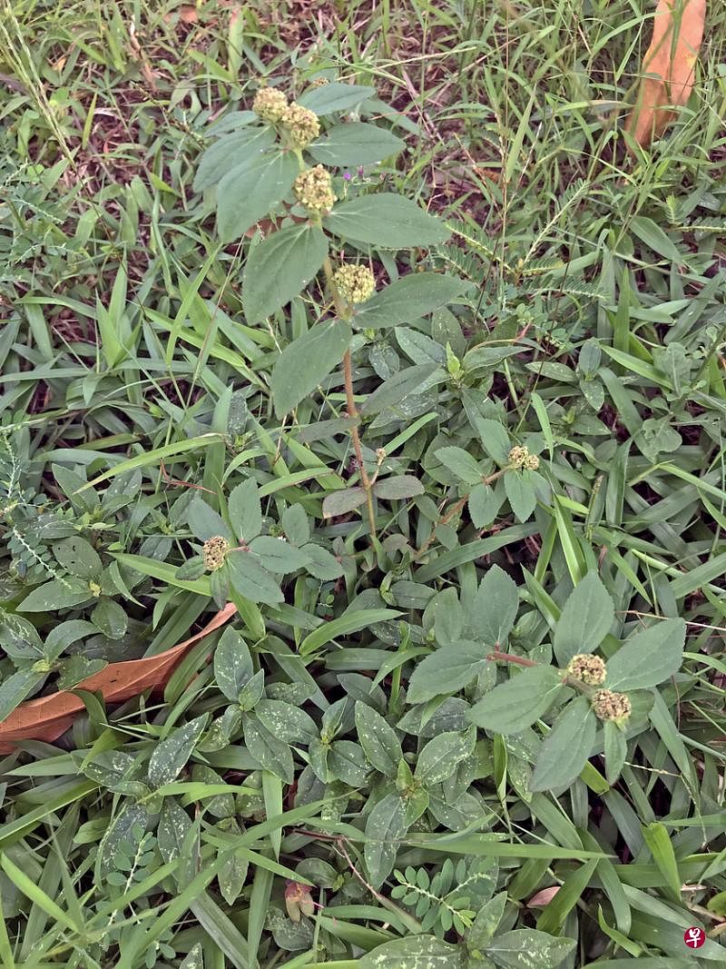 小飞扬草图片与作用图片