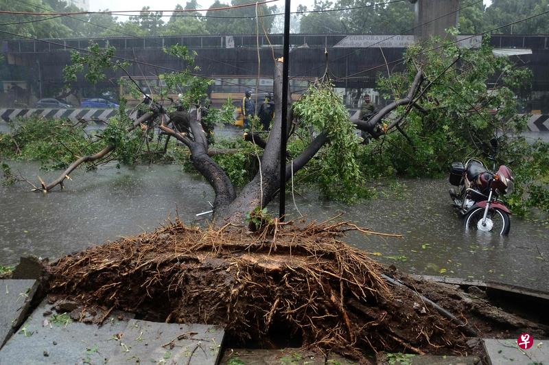 飓风横扫之处,许多大树被连根拔起(法新社)