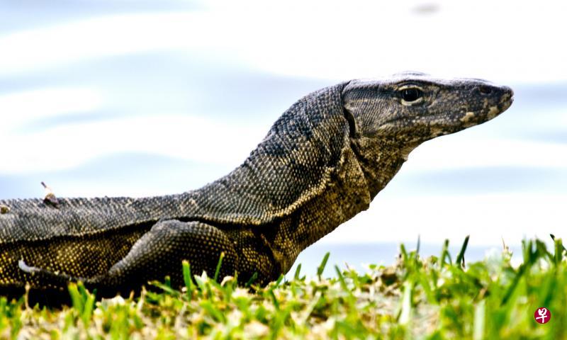 马来西亚大蜥蜴图片