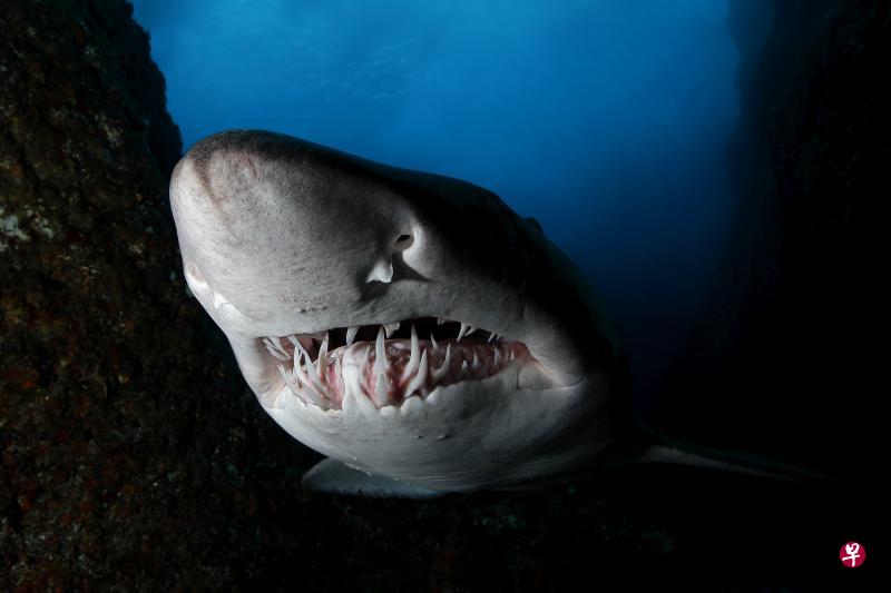 饥饿鲨世界锥齿鲨图片图片