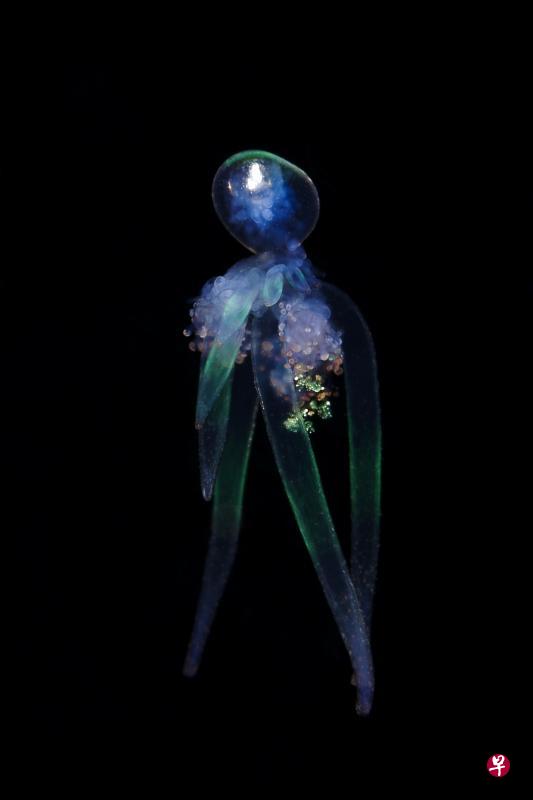 这只管水母(siphonophore rhizophysa)缩起来只有3毫米长,活像一个
