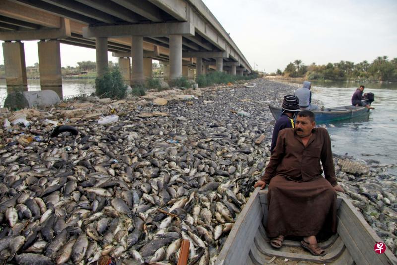 幼发拉底河浮现死鲤鱼 水污染或是祸首