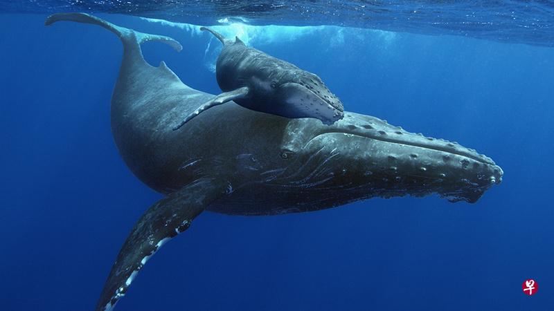 远古已灭绝的鲸鱼图片