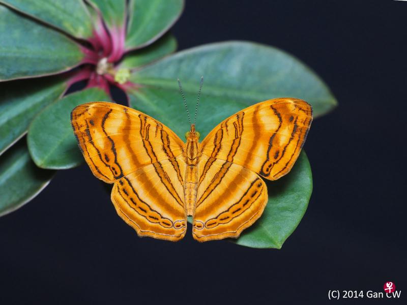 即时 新加坡王嬿婷|作者 (早报讯)树倒"蝴蝶"散,本地413种蝴蝶种类当